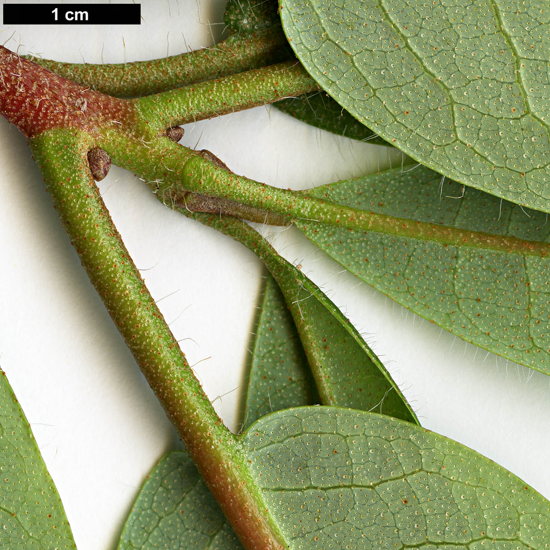 High resolution image: Family: Ericaceae - Genus: Rhododendron - Taxon: liliiflorum